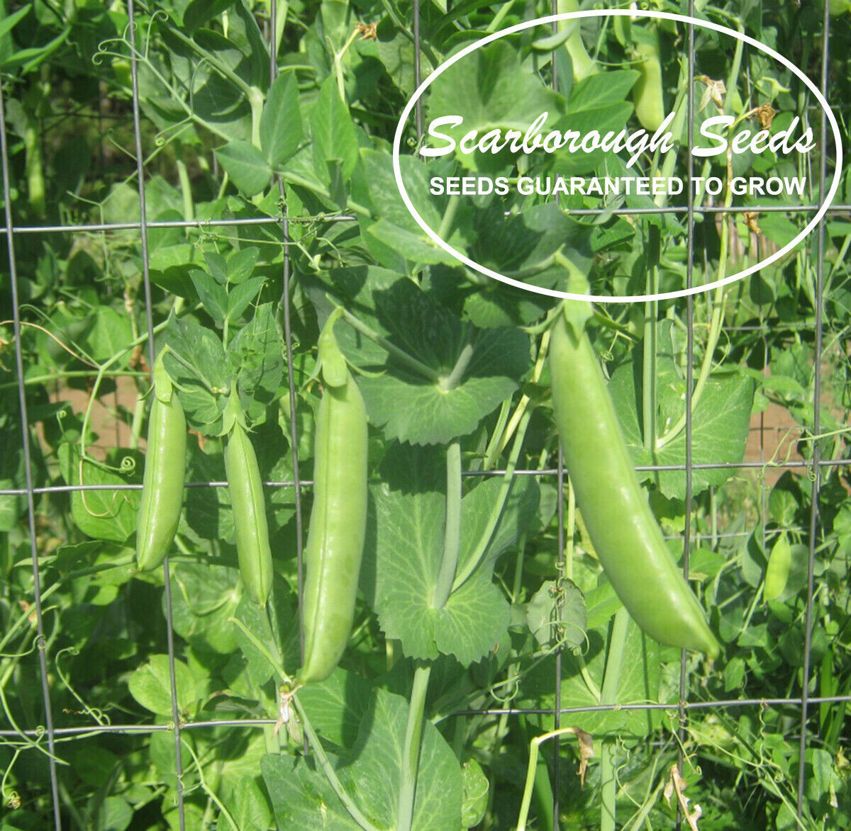 SCARBOROUGH SEEDS Peas, Super Sugar Snap, 25 Seeds Non-Gmo, Heirloom , USA