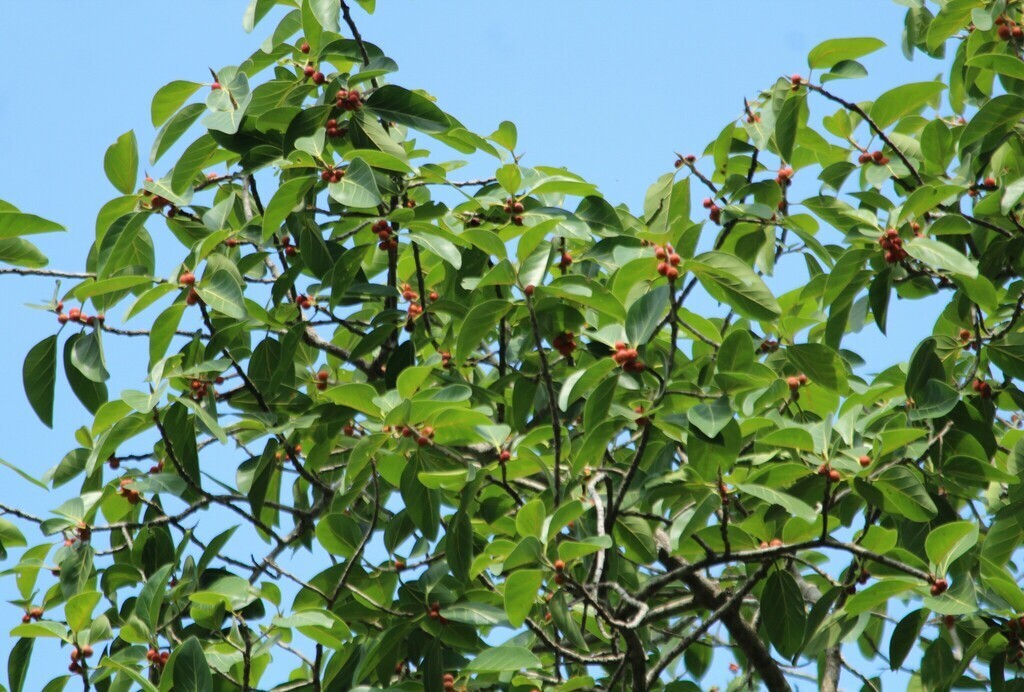 Ficus Benghalensis Tree Seeds, Banyan Fig Seeds, Bengal Fig, Bonsai, Indian