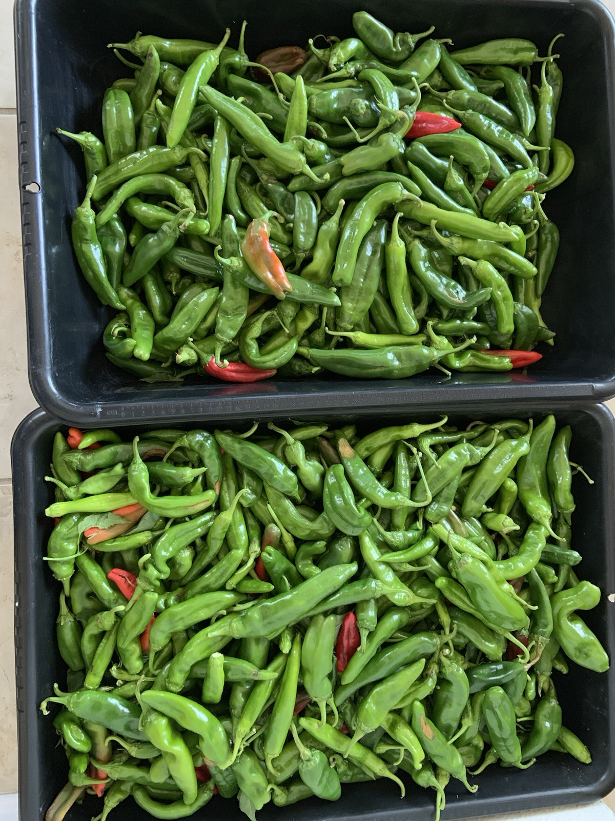 Hatch Sandia Chili Pepper Seeds, NuMex, Hot Green Chile, Ristra, FREE SHIPPING