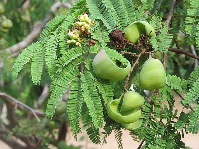 Caesalpinia coriaria | Divi Divi | 10 Seeds