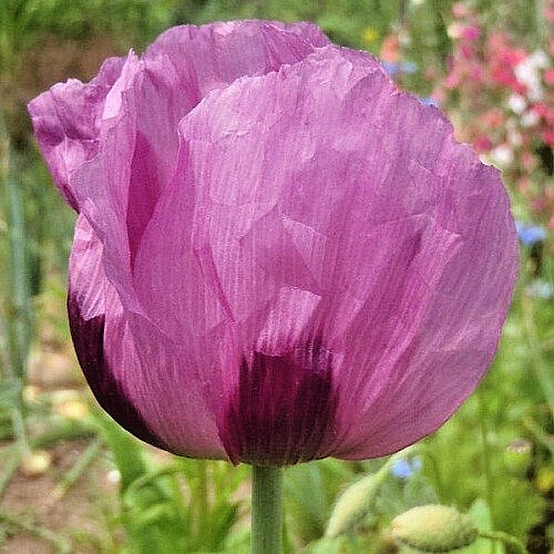 20,000 Stratified Hungarian High Germination Pap. Somiferum Poppy Seeds To Plant