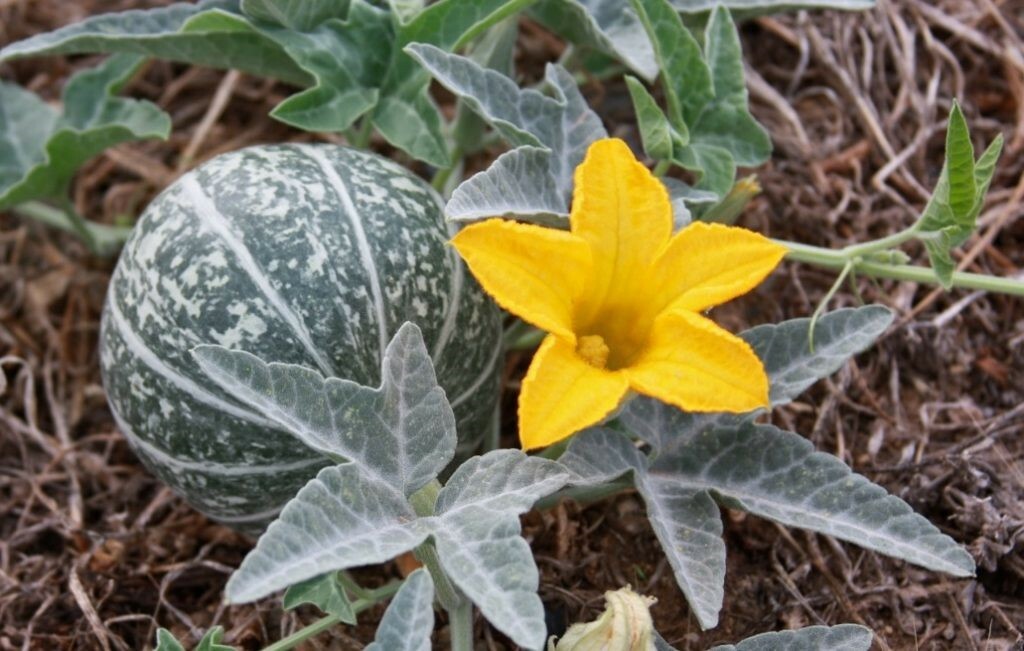 Coyote Gourd Seeds (Cucurbita palmata) -30 seeds-  