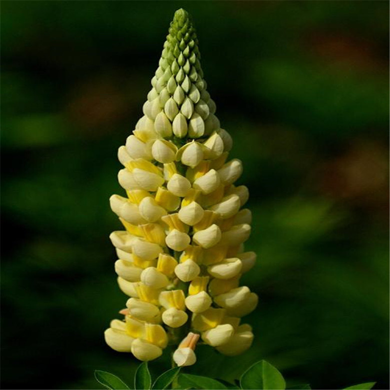 20 EXOTIC rare LUPINE SEEDS for garden flower beds plant bush USA SELLER USPS