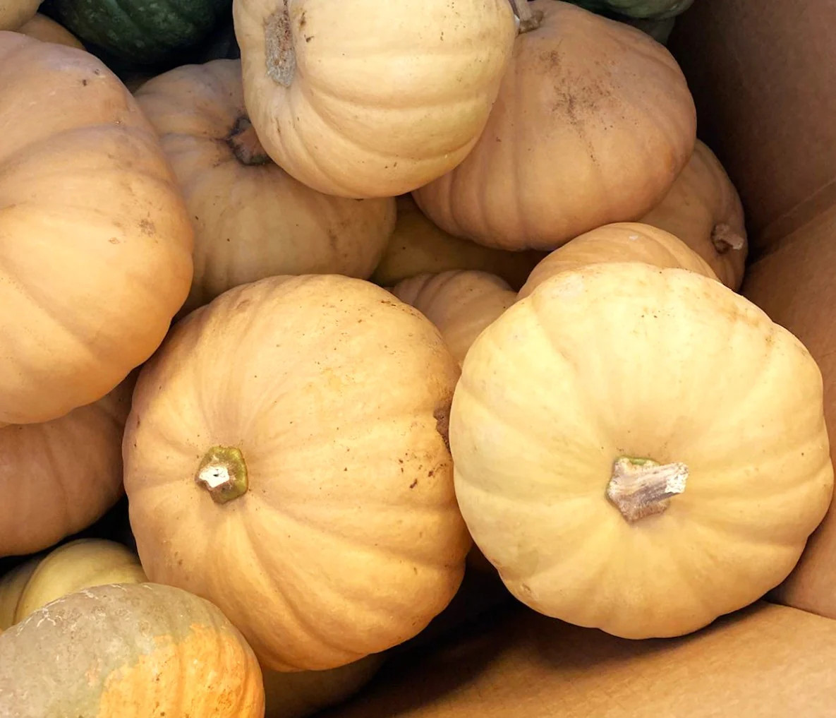 Long Island Cheese Pumpkin Seeds | Tan Fairytale Cinderella Squash Seed 2025