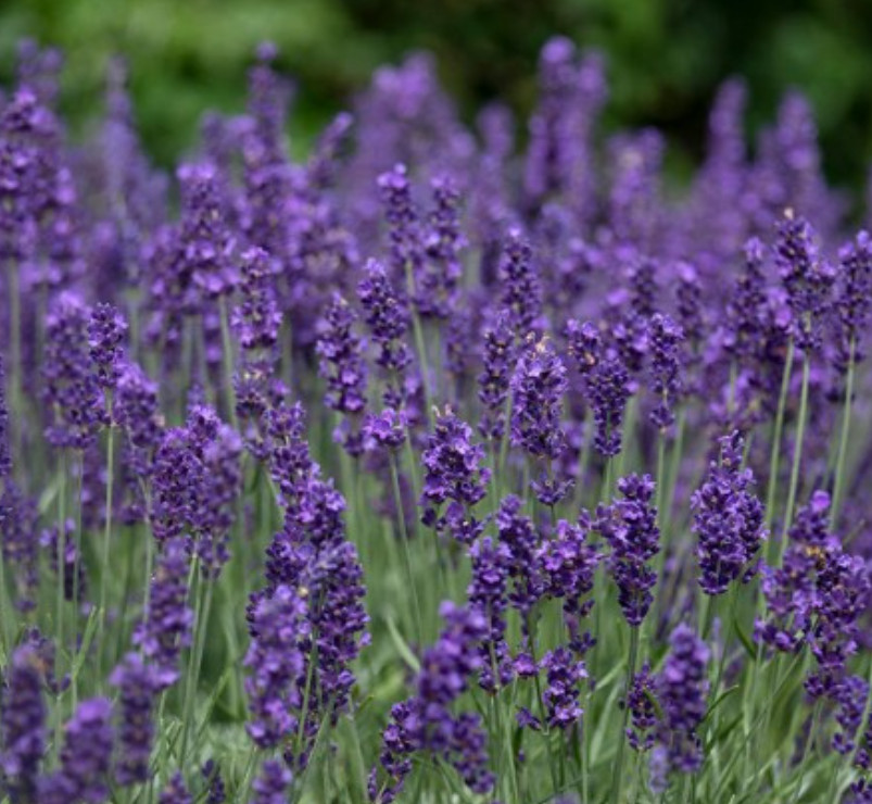 LAVENDER MIX Munstead & Vera Perennial Medicinal Dried Flowers Non-GMO 200 Seeds
