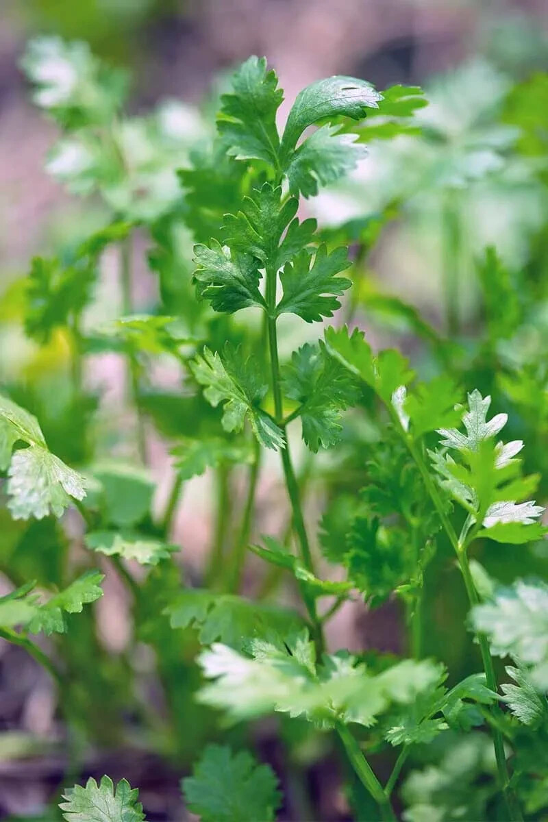 Cilantro Seeds (Split), Leisure Coriander, Oriental & Mexican Cuisine 1168+seeds