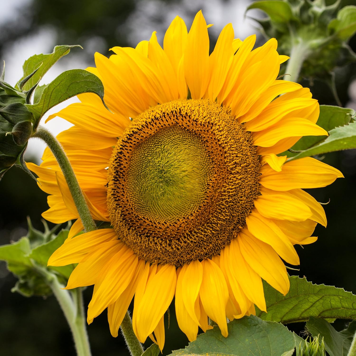 Mammoth Grey Stripe Sunflower Seeds | 600+ Heirloom Seeds Helianthus Annuus Non