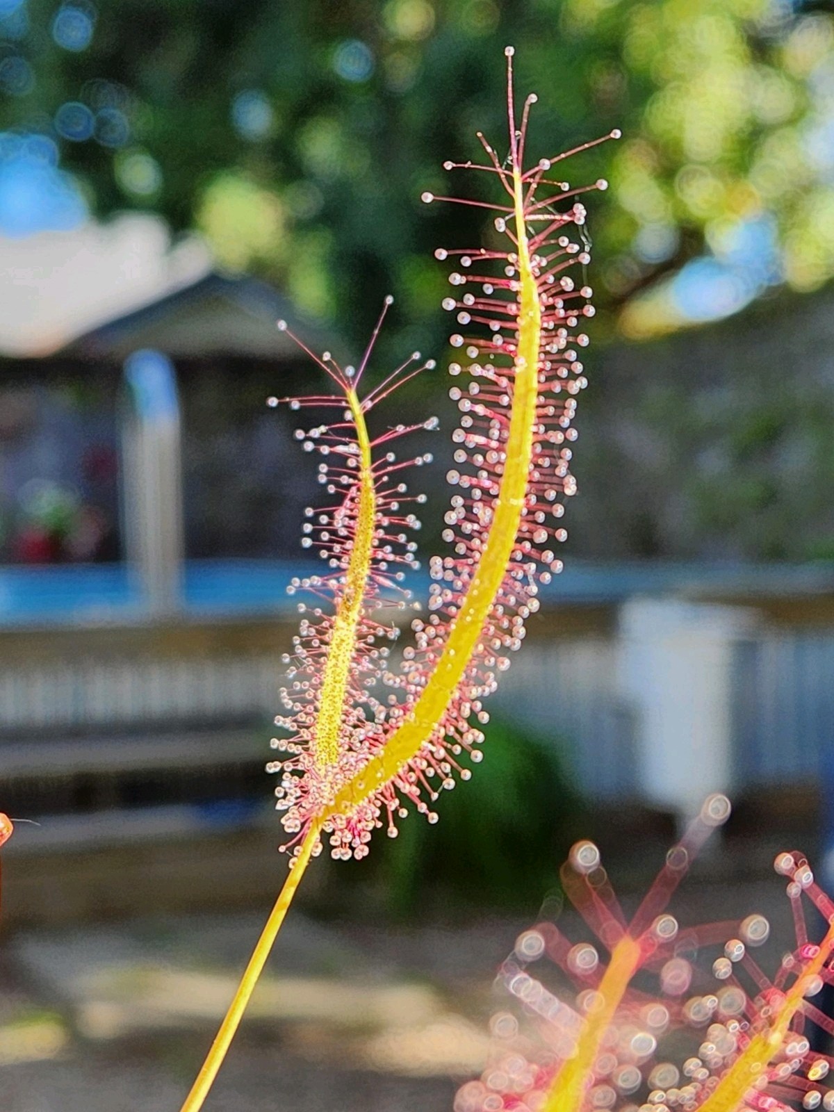 CARNIVOROUS PLANT 2 PACK- LIVE- Drosera Binita, Drosera Capensis (Sundews)