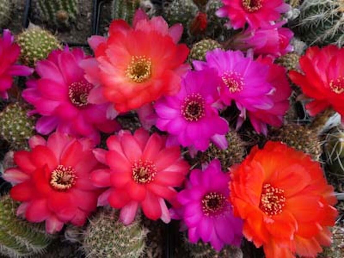 Chamaelobivia (Peanut Cactus) “Rainbow Giant” Cactus Seeds (100 Seeds)