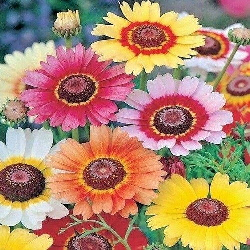 Bulk Painted Daisy Seeds Heirloom Tanacetum coccineum Classic Garden Perennial
