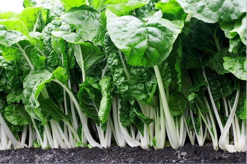 Fordhook Giant Swiss Chard 35 – 2000 Seeds Heat Tolerant Salad Greens Heirloom