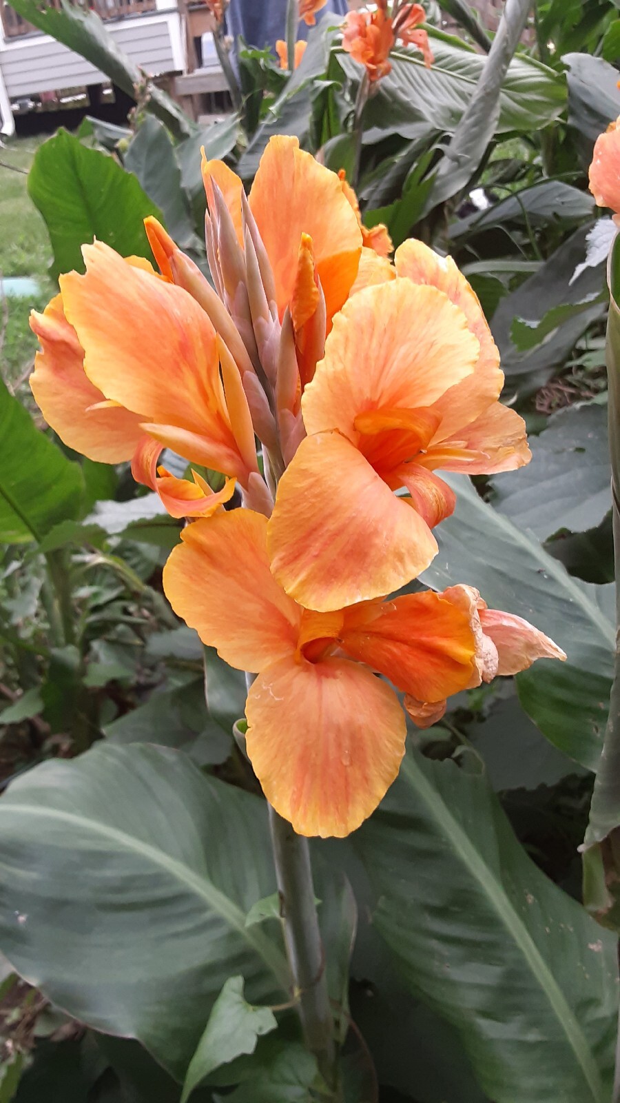 Sunrise Canna Lilly Bulbs (2 Count)