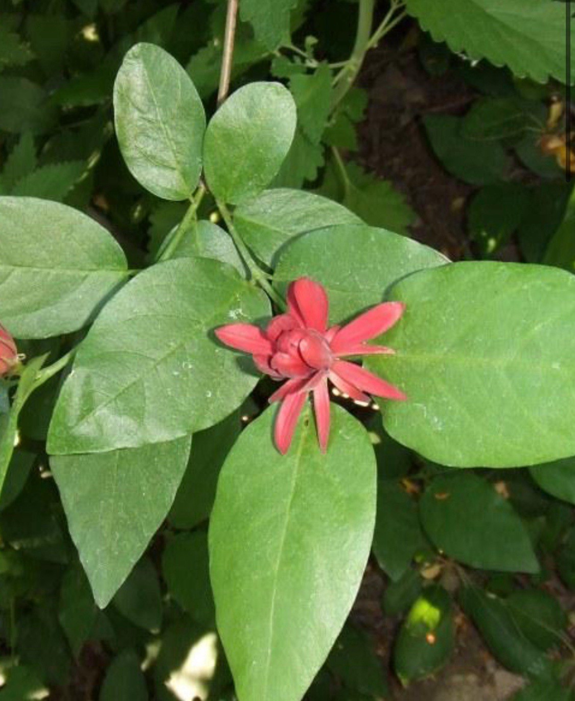 Buy One Get One FREE – Sweet Shrub / 1 Gal – Flowers Smell Like Juicy Fruit !