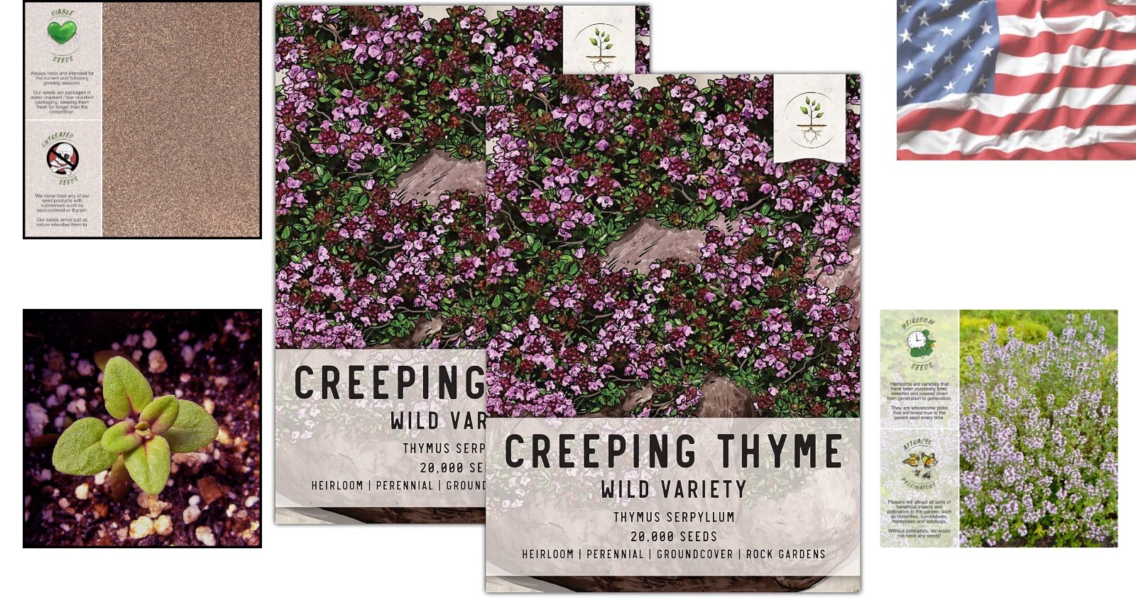 40,000 Heirloom Wild Creeping Thyme Seeds for Vibrant Rock & Butterfly Gardens