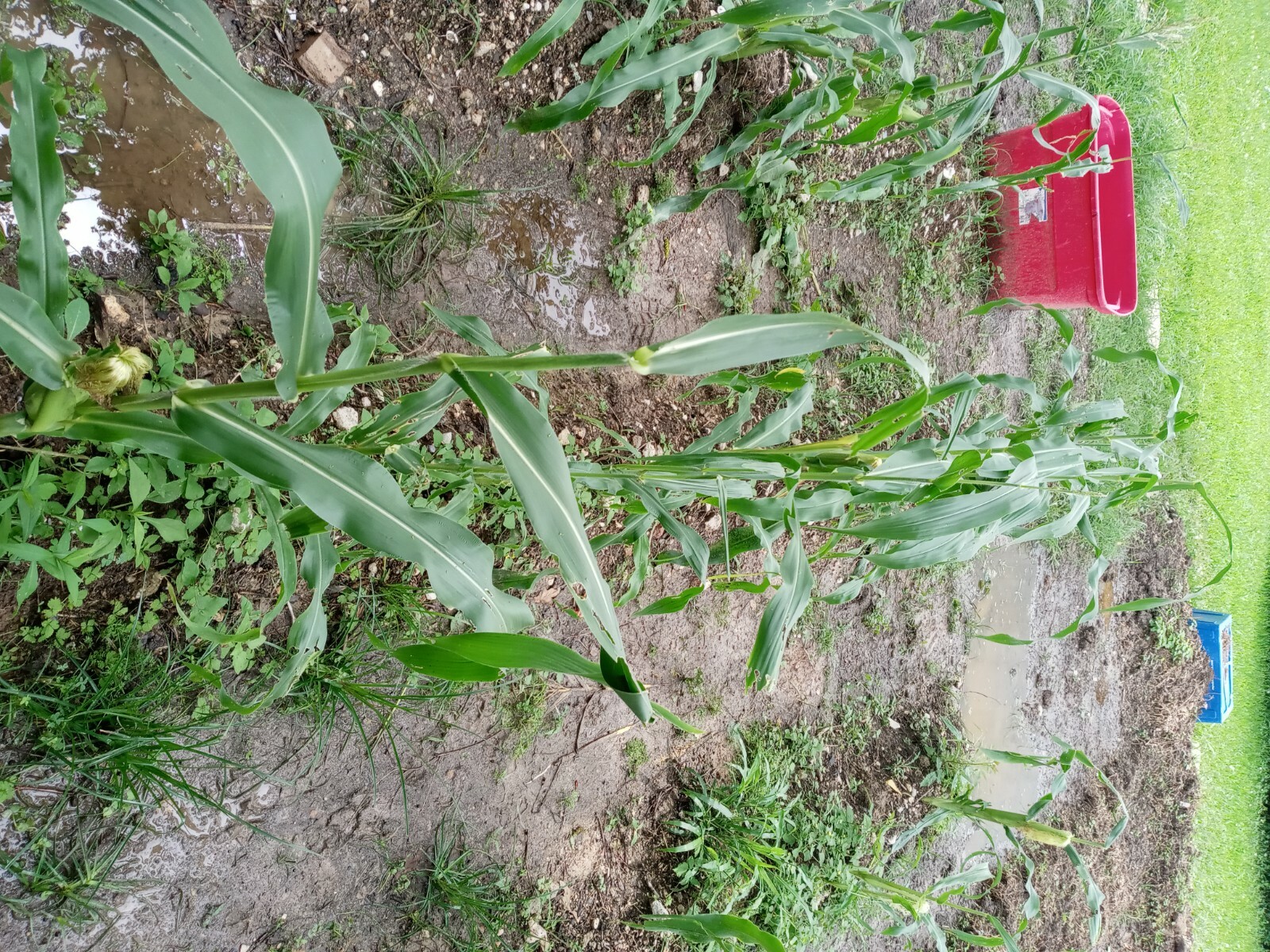 Bi-Licious Sweet Corn Hybrid Vegatable