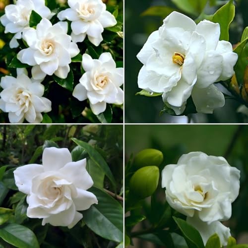CarpetC 200+ Gardenia Seeds for Planting, Perennial Fragrant Evergreen