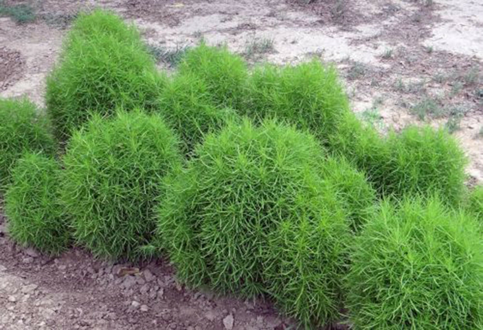 Burning Bush Seeds 50+ (Kochia Trichophylla) RED BUSH Patio Containers or Hedge