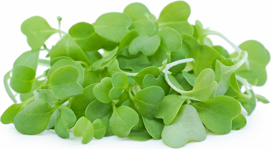 1 oz – Arugula Microgreen Seeds | 14,200+ Seeds | Non-GMO
