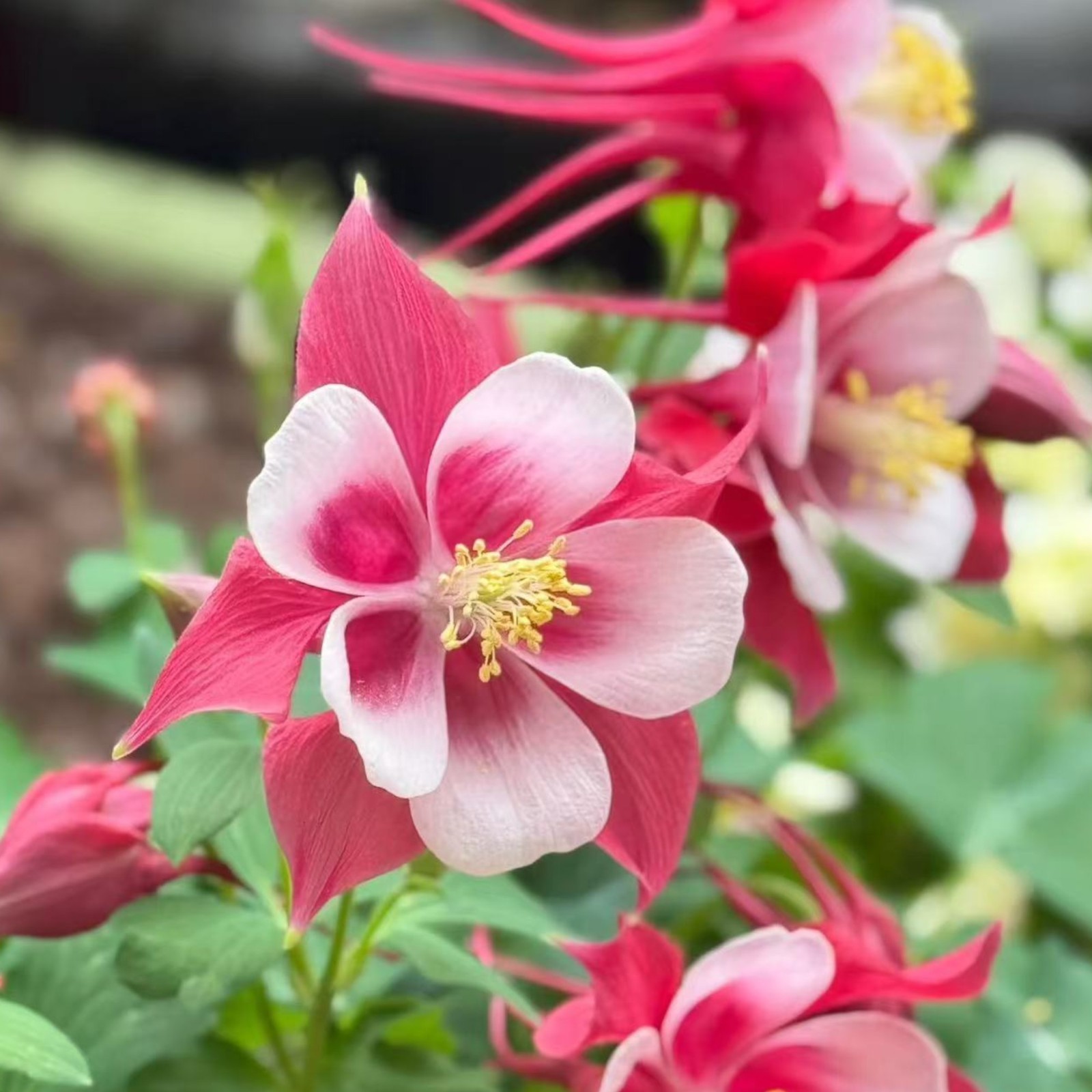 1000 Red & White Columbine Seeds – Striking Bicolor Blooms for Perennial Gardens