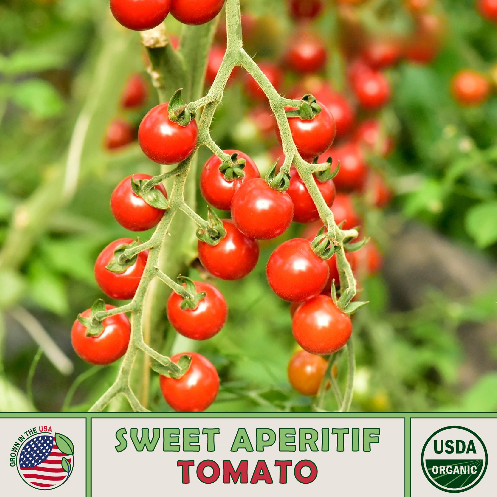 10 Sweet Aperitif Tomato Seeds, Organic, World’s Sweetest Tomato!, Genuine USA