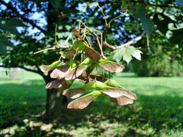 15 SCHWEDLERS NORWAY MAPLE SEEDS – Acer platanoides ‘Schwedleri’ ‘