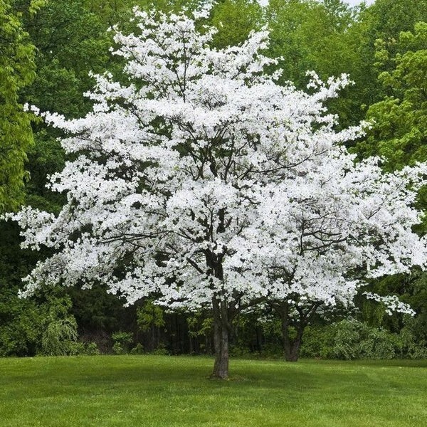 500 – 1,000 White American Flowering Dogwood Tree Seeds (Cornus florida) Hardy-5