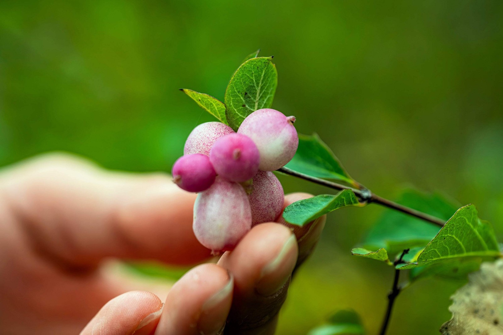 30 WESTERN SNOWBERRY Shrub White Pink Flower Symphoricarpos Occidentalis Seeds