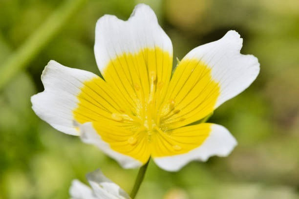 50 POACHED EGG PLANT SEEDS | SALE FREE SHIPPING NON GMO