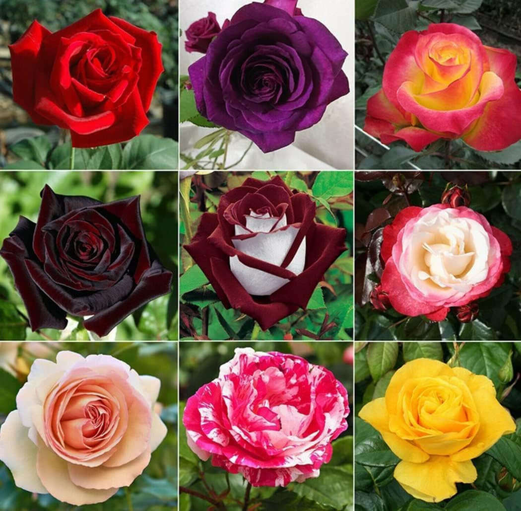 298+ Rose Seeds for Planting Outdoor & Indoor Garden, Perennial Heirloom Open Po