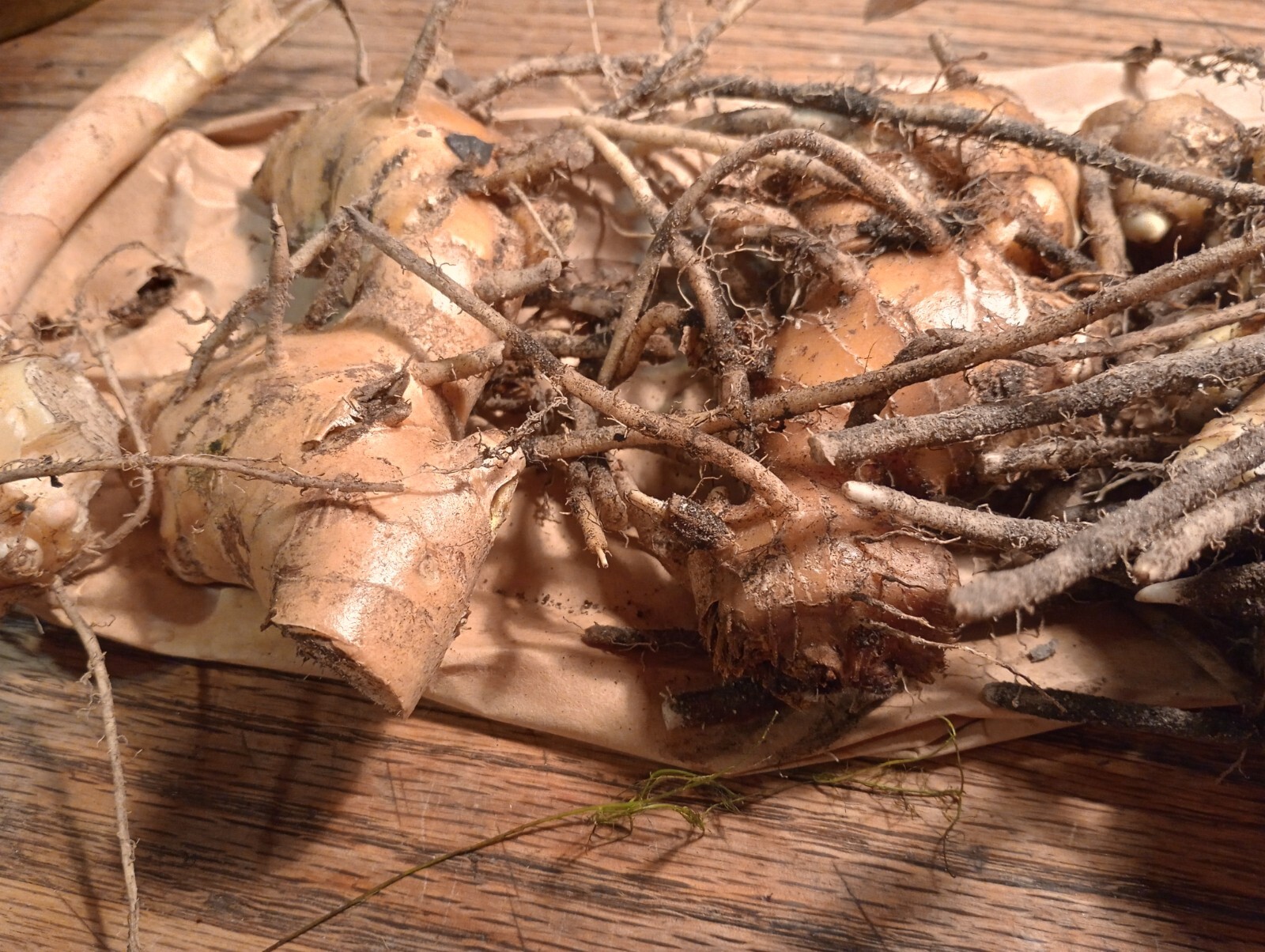 4 Large And Mature Shampoo Ginger Rhizomes, Awapuhi, Zingiber zerumbet