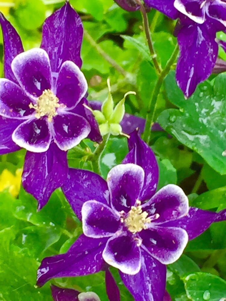 Columbine PURPLE HAZE Mix Perennial Hummingbirds Butterflies Non-GMO 200 Seeds