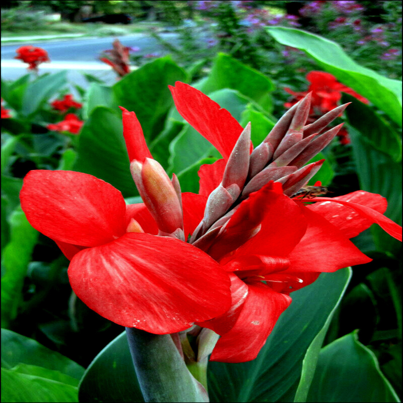 RED CANNA LILY INDICA SEEDS INDIAN SHOT Arrowroot Flowers Attracts Hummingbirds