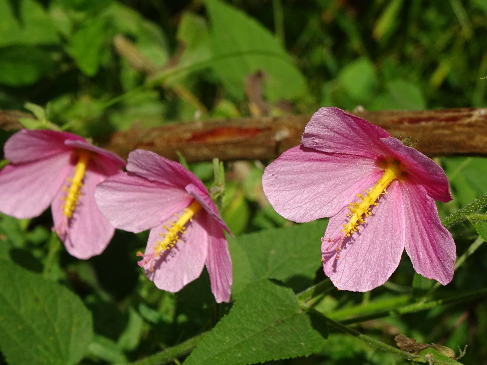 Pink Mallow Kosteletzkya virginica Native Perennial Wildflower 25 seeds from2023