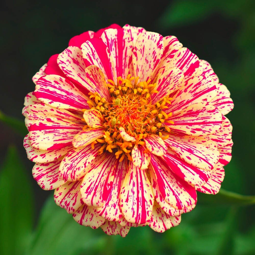 Zinnia Seeds – Peppermint Stick Mix, 100 Seeds Per Packet, Non-GMO