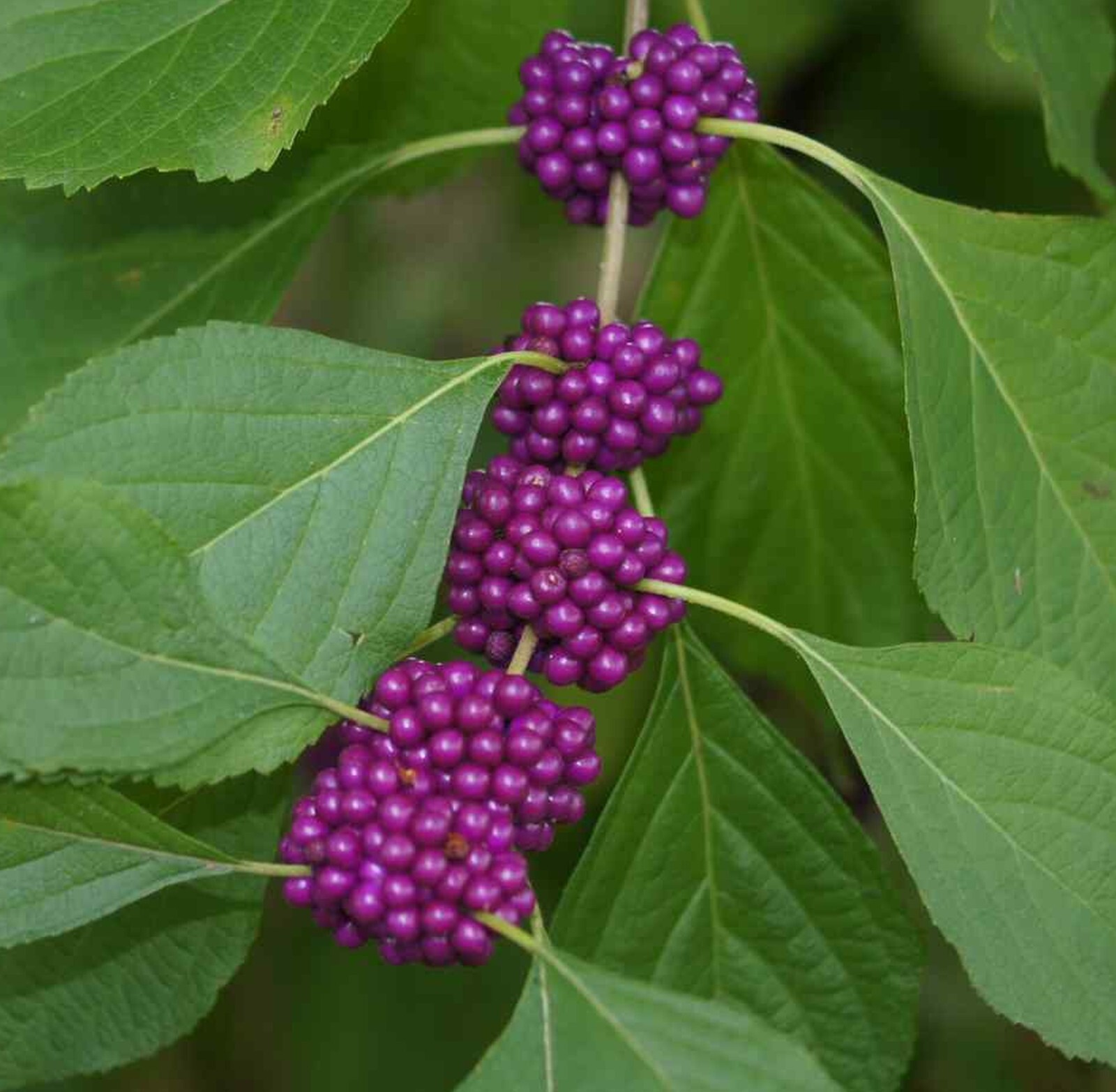 100+ PURPLE AMERICAN BEAUTY BERRY BEAUTYBERRY CALLICARPA AMERICANA ORGANIC SEEDS
