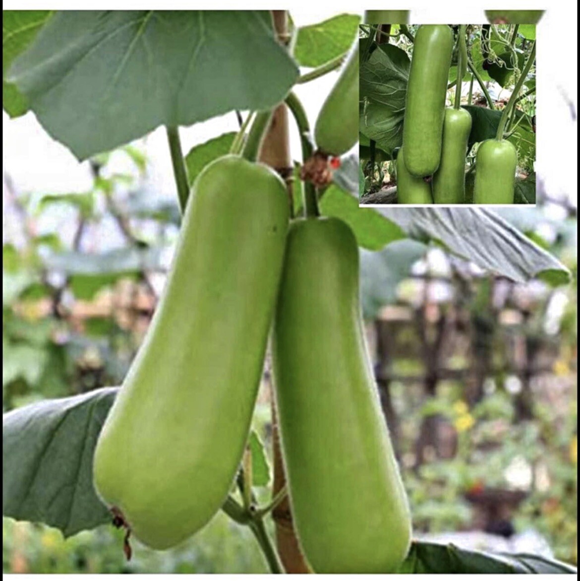 10 packets ASIAN VEGETABLE SEEDS Bundle Non GM0 Heirloom
