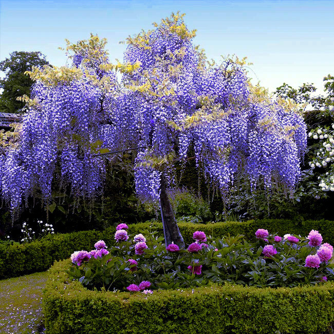5 Chinese Blue Wisteria sinensis Tree Seeds Fast Climber Flower Vine Hardy Plant