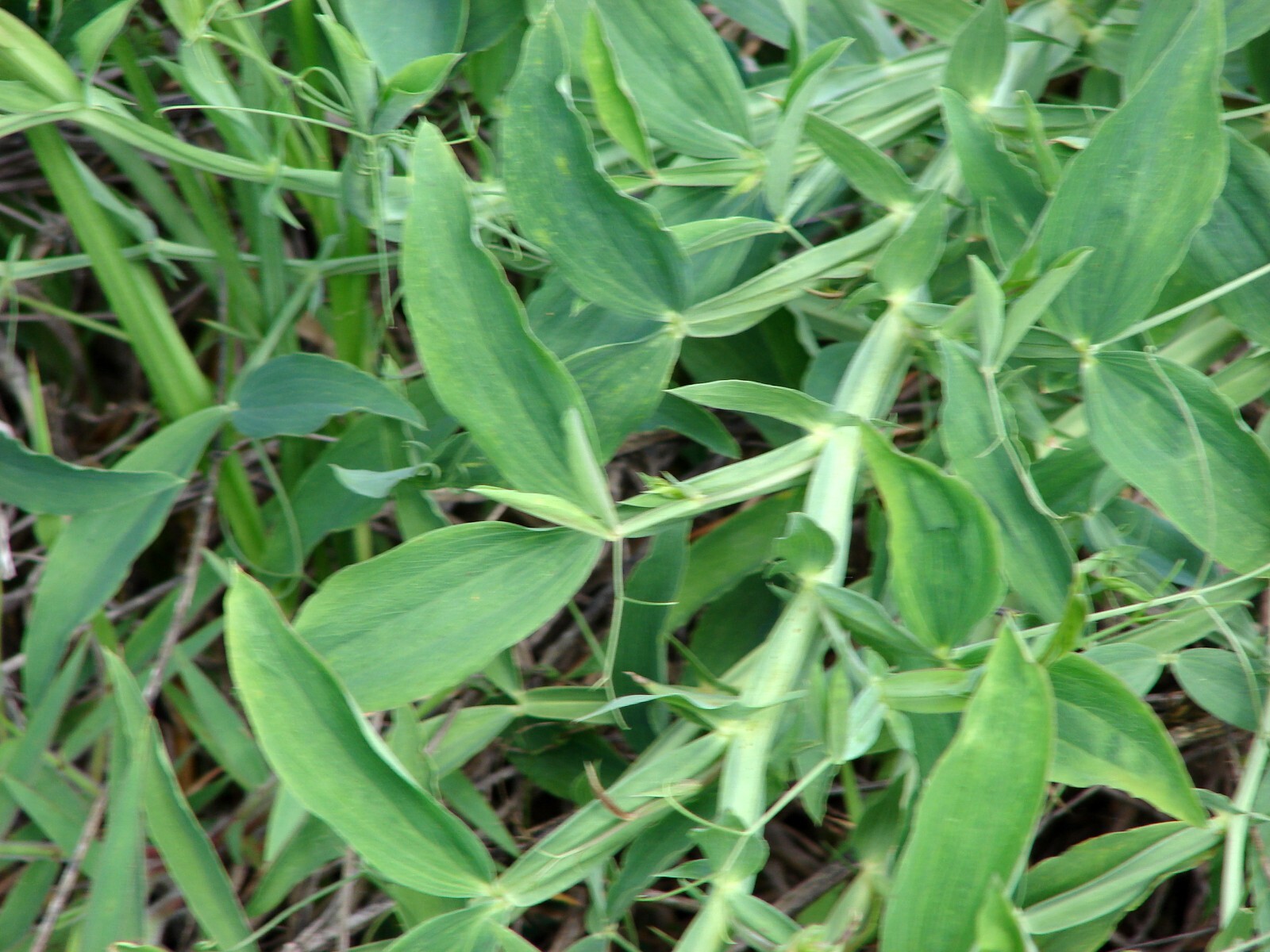 Perennial Pea, (Everlasting Pea), Lathyrus latifolius, Vine Seeds (Showy, Easy)