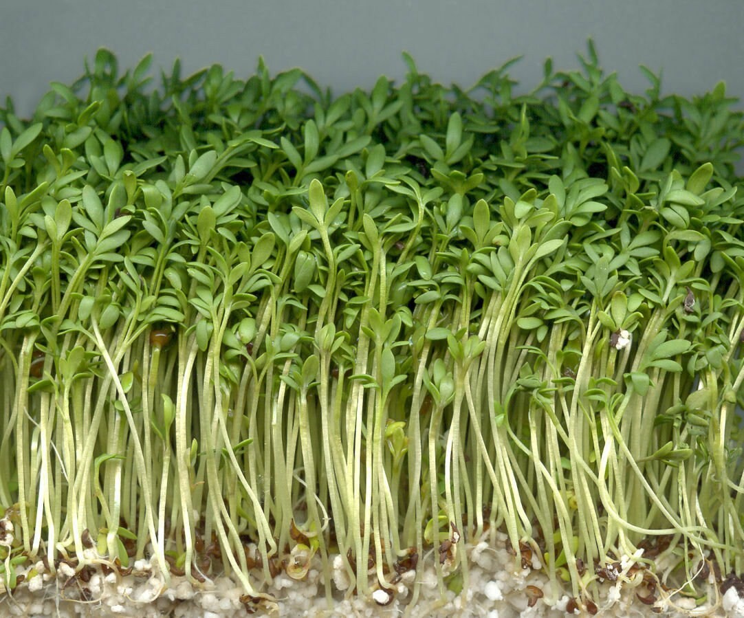 Curled Garden Cress Seeds, Non-GMO Heirloom, Shipped With Tracking