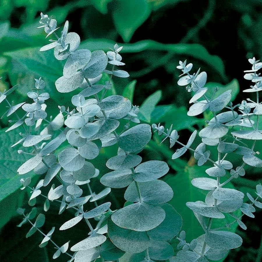 50 Pcs Aromatic Eucalyptus Tree Seeds – Heirloom Evergreen Plant, Quick Germinat