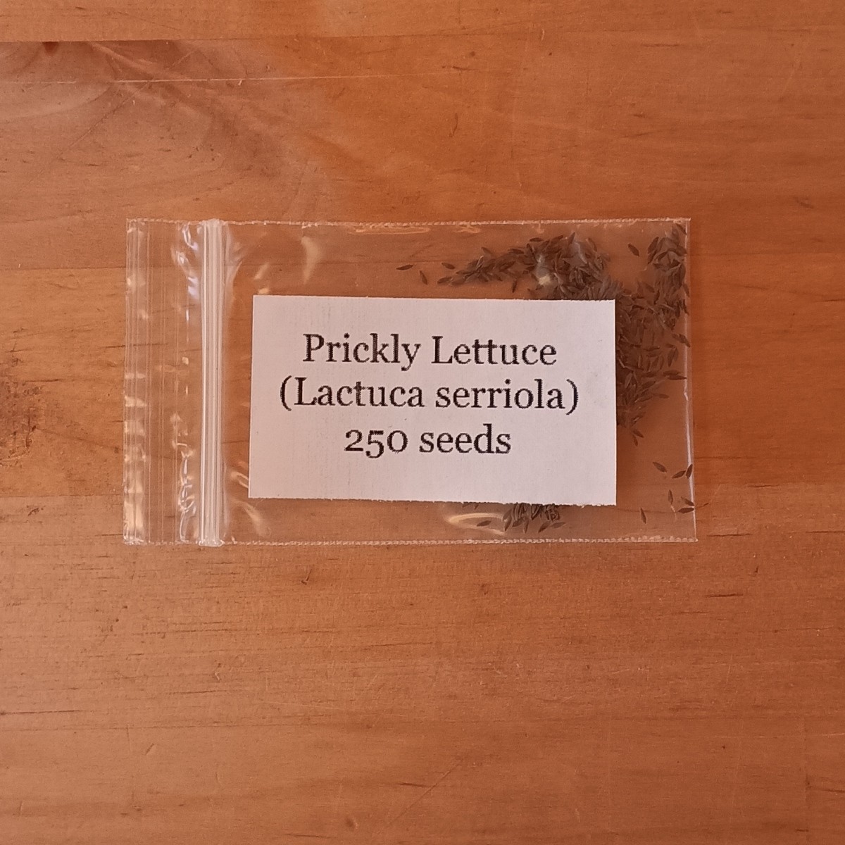 Wild Lettuce Seed (Lactuca serriola) ~ Prickly Lettuce ~ 250 to 1000 seeds