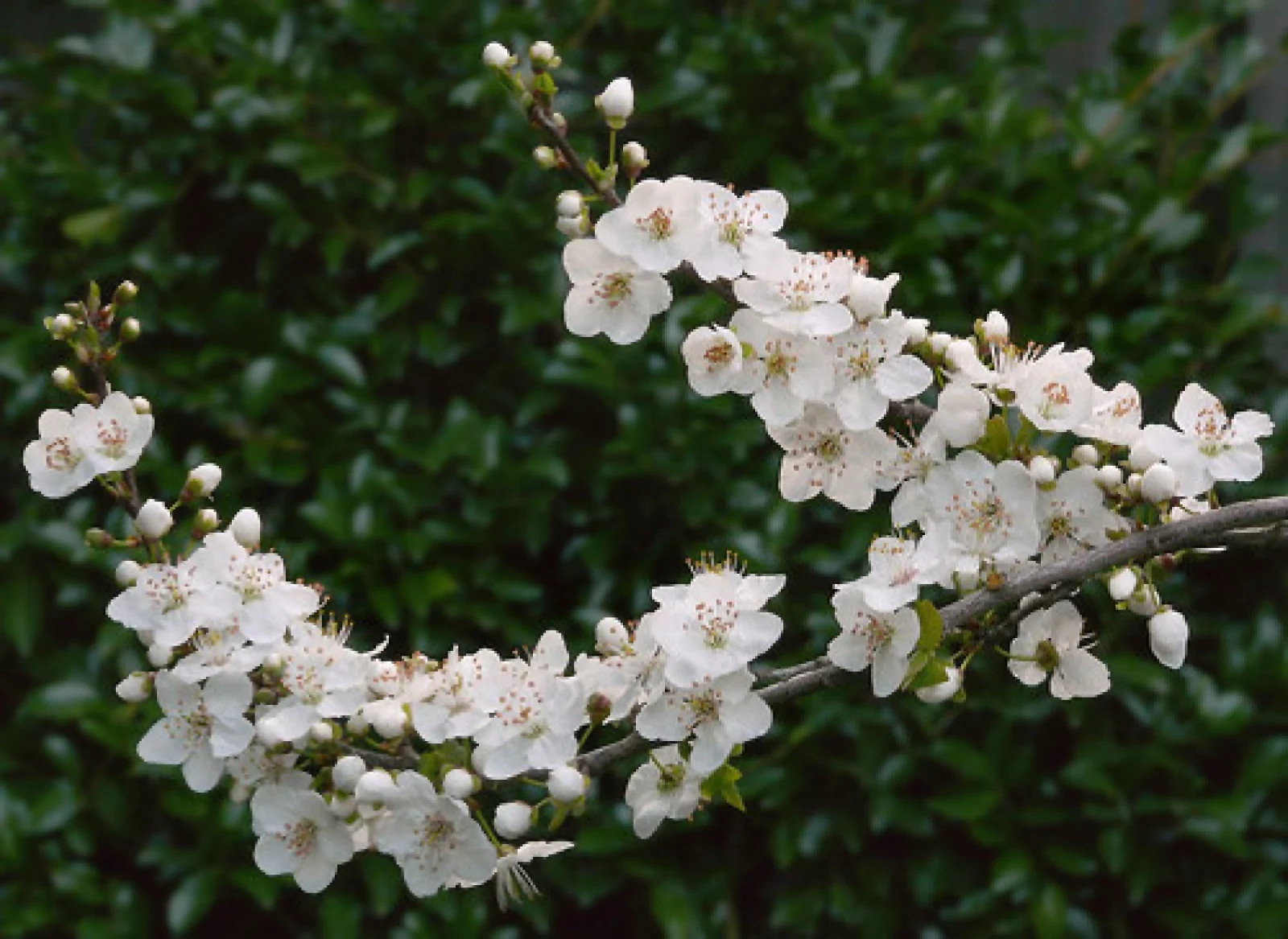 Mirabelle Plum Tree {Prunus myrobalan} Organic 5 seeds Free Shipping!