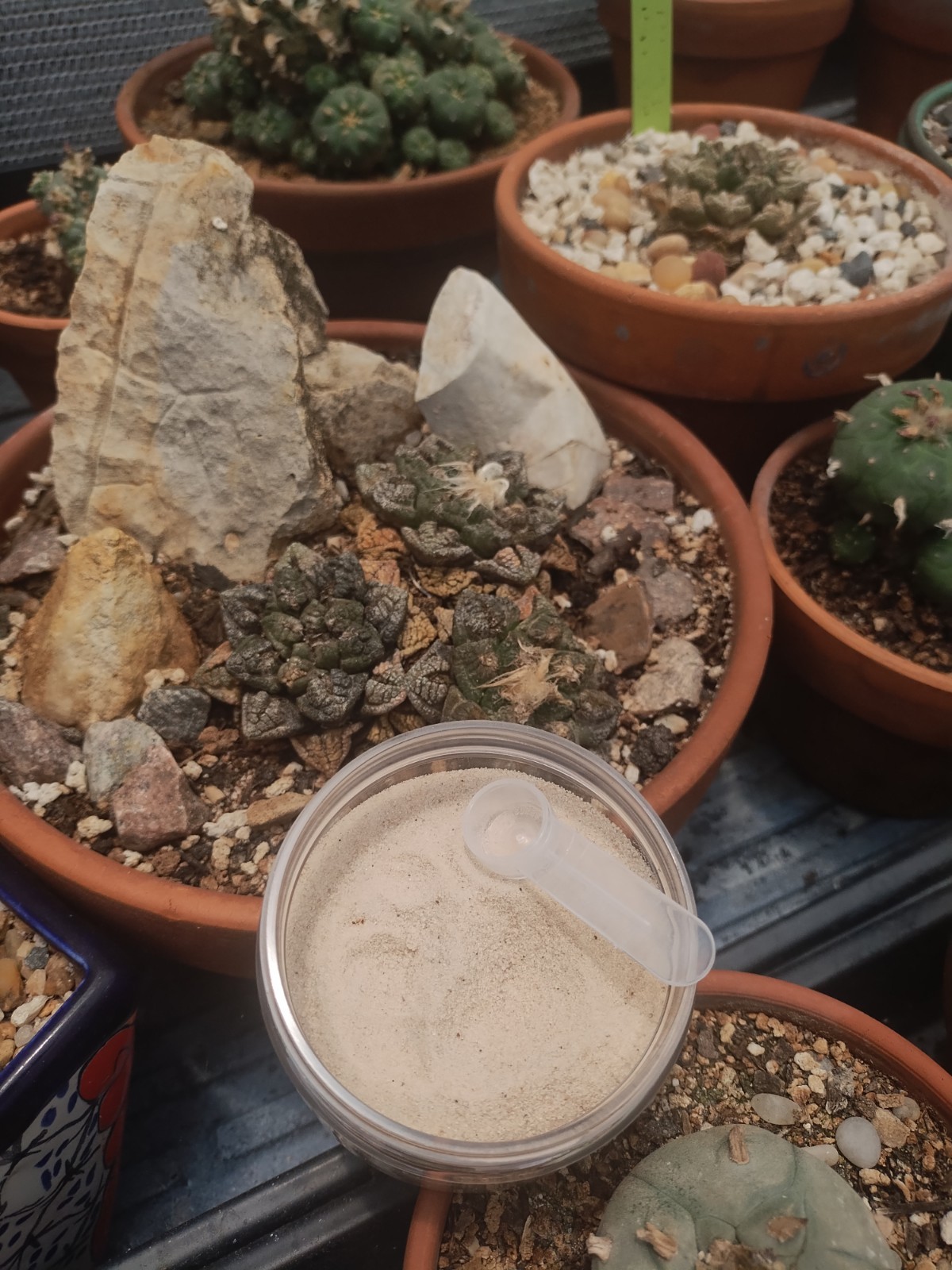 Cactus And Succulent Pesticide, Safe For People And Pollenators. Starkle G