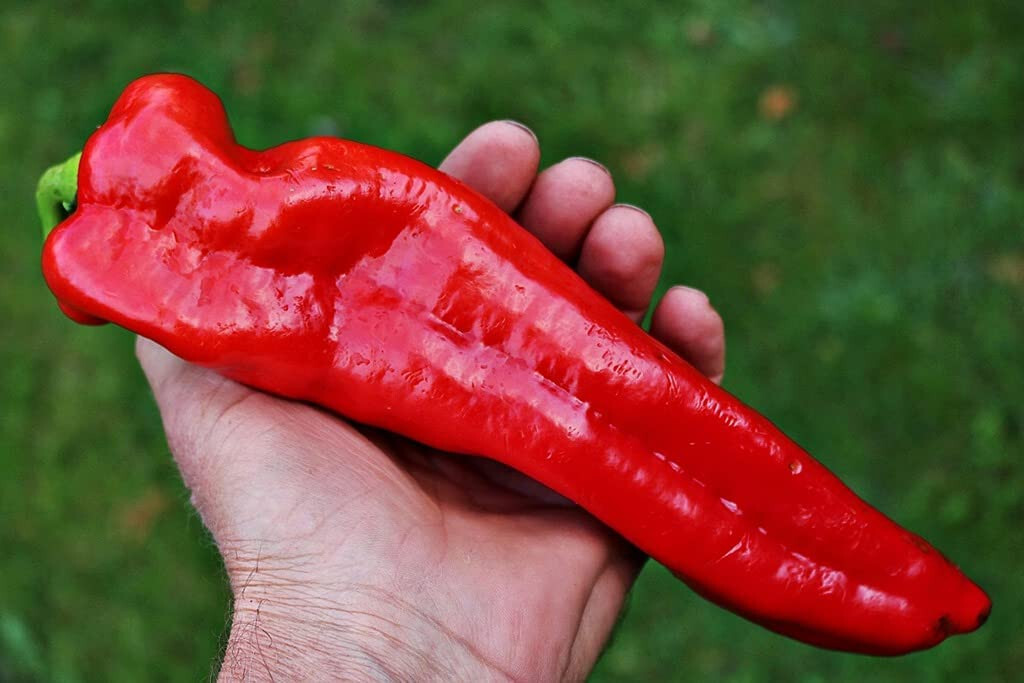 125 Jumbo Heirloom NuMex Very Mild Hatch Chili Pepper Seeds – Sweet Full Flavor