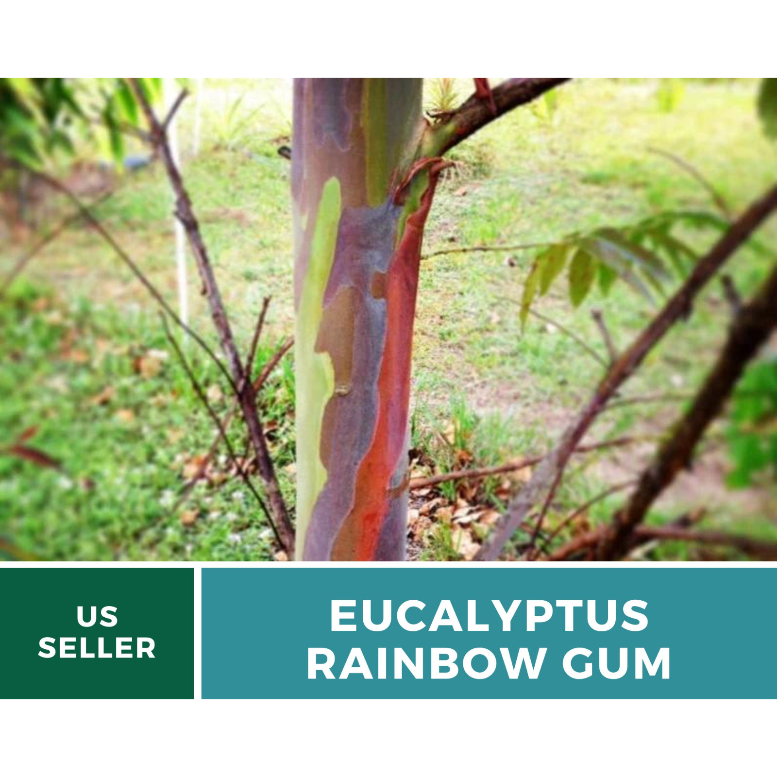 Eucalyptus, Rainbow Gum Tree seeds (Eucalyptus deglupta)