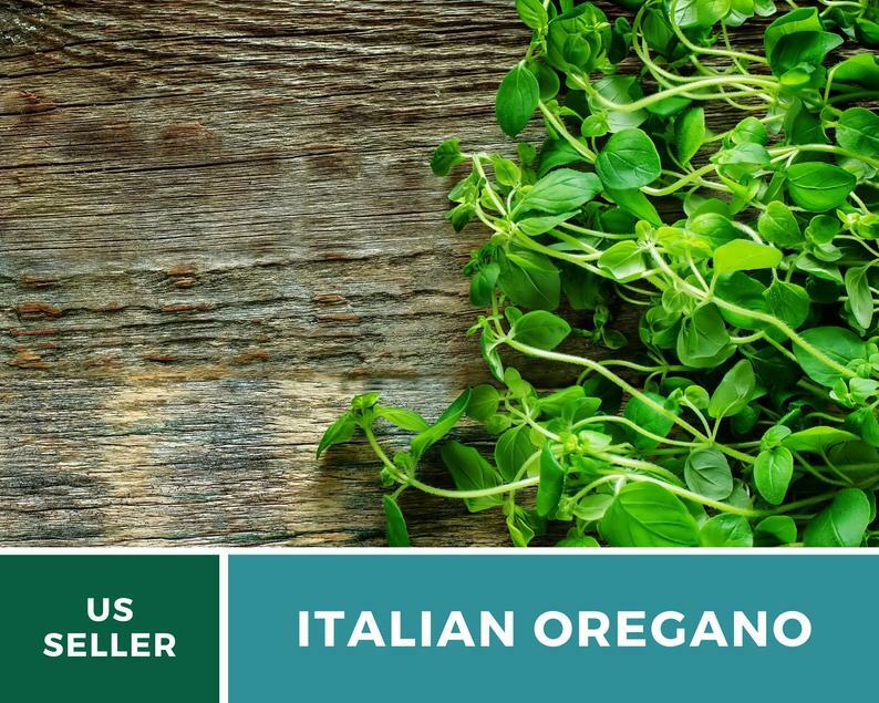 Oregano, Italian – 200 Seeds – Medicinal & Culinary Herb – Heirloom