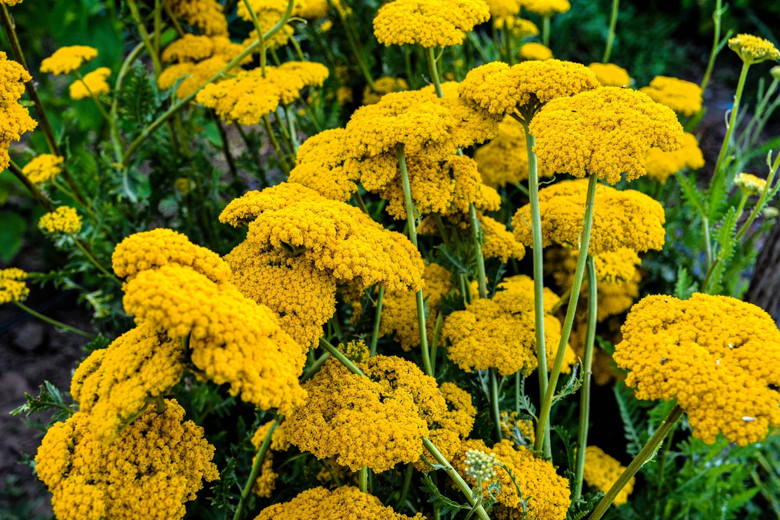 250 GOLD Golden Yellow YARROW Achillea Millefolium Flower Seeds