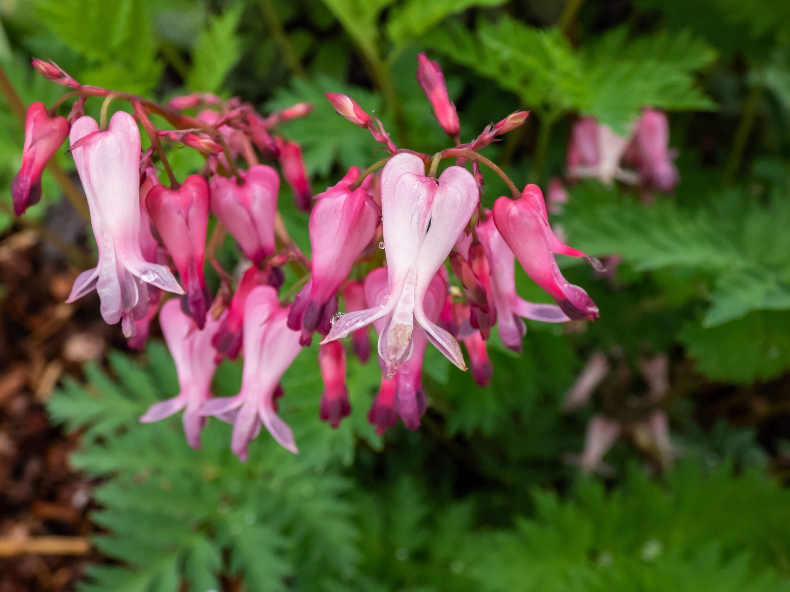 10 FRINGED / FERN LEAF BLEEDING HEART Dicentra Eximia Pink Flower Seeds *CombS/H