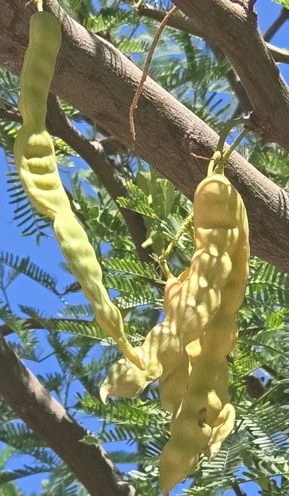 Hybrid Mesquite Tree Pods, Neltuma x: (9) Fresh 2025 Seed Pods