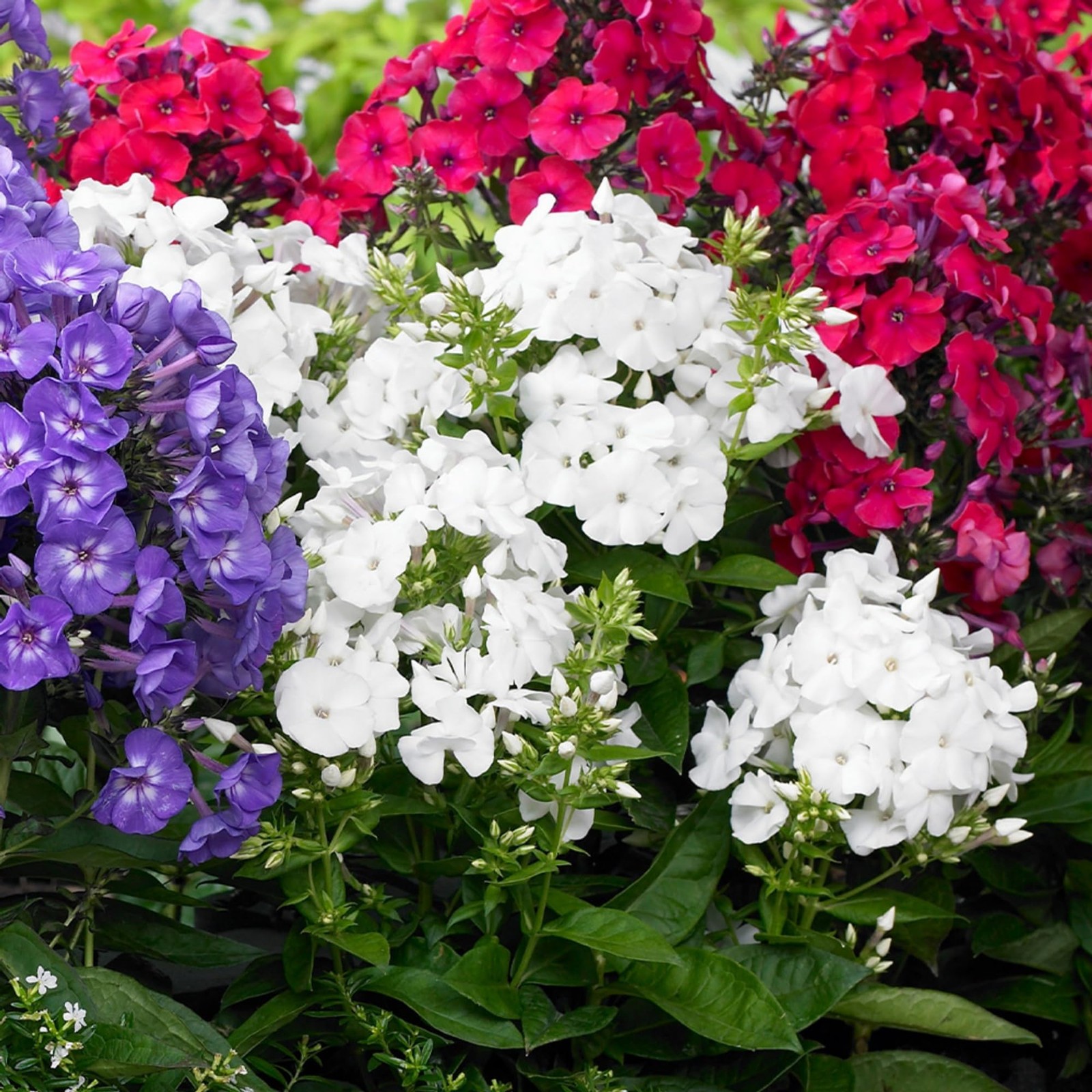 1000+ Creeping Phlox Seeds for Planting – Bright Mixed Phlox Seeds Creeping P…